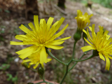 Fleurs jaunes. Agrandir dans une nouvelle fenêtre (ou onglet)